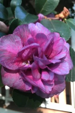 Bonanza Purple Camellia Sasanqua - 1 Gallon Pot -Shrub Plant Shop Camellia Bonanza Purple 4