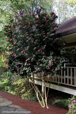 Bonanza Purple Camellia Sasanqua - 1 Gallon Pot -Shrub Plant Shop Camellia Bonanza Purple 7
