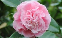 Debutante Pink Camellia Japonica - 6 Pack Of 1 Gallon Pots -Shrub Plant Shop Camellia Debutante Closeup Flower 3