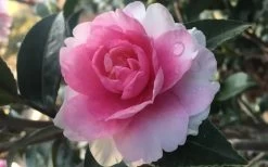 Dream Weaver Camellia Sasanqua - 3 Gallon Pot -Shrub Plant Shop Camellia Dreamweaver 1