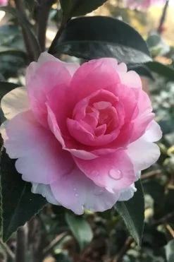 Dream Weaver Camellia Sasanqua - 3 Gallon Pot -Shrub Plant Shop Camellia Dreamweaver 2