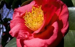Greensboro Red Camellia Japonica - 3 Gallon Pot -Shrub Plant Shop Camellia Greensboro Red 1
