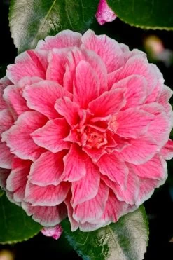 Brilliant Gem Fragrant Camellia Japonica - Herme - 3 Gallon Pot 11 Brilliant Gem Fragrant Camellia Japonica - Herme - 3 Gallon Pot -Shrub Plant Shop Camellia Hermes 6