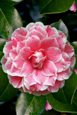 Brilliant Gem Fragrant Camellia Japonica - Herme - 3 Gallon Pot 10 Brilliant Gem Fragrant Camellia Japonica - Herme - 3 Gallon Pot -Shrub Plant Shop Camellia Herrmes 4