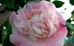 High Fragrance Camellia Hybrid - 1 Gallon Pot -Shrub Plant Shop Camellia High Fragrance 5 1