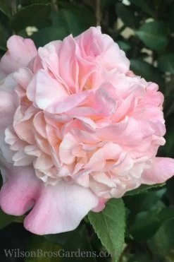 High Fragrance Camellia Hybrid - 1 Gallon Pot