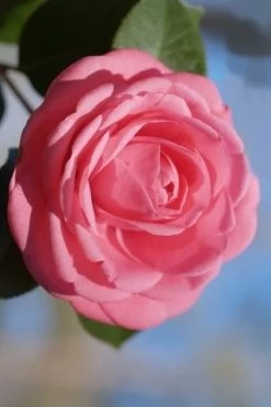 Jerry Hill Pink Camellia - 1 Gallon Pot 7 Jerry Hill Pink Camellia - 1 Gallon Pot -Shrub Plant Shop Camellia Jerry Hill 2