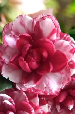 Kiku-Toji Camellia Japonica - 1 Gallon Pot -Shrub Plant Shop Camellia Kiku Toji 1