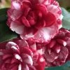 Kiku-Toji Camellia Japonica - 1 Gallon Pot