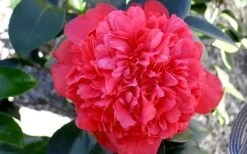 Laura Walker Camellia Japonica - 3 Gallon Pot 10 Laura Walker Camellia Japonica - 3 Gallon Pot -Shrub Plant Shop Camellia Laura Walker 2