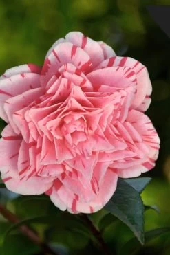 Les Marbury Camellia Japonica - 1 Gallon Pot -Shrub Plant Shop Camellia Les Marbury 3