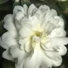 October Magic Ivory Camellia - 3 Gallon Pot