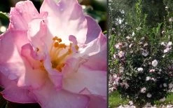 October Magic Orchid Camellia - 2 Gallon Pot -Shrub Plant Shop Camellia October Magic Orchid Flowers 2