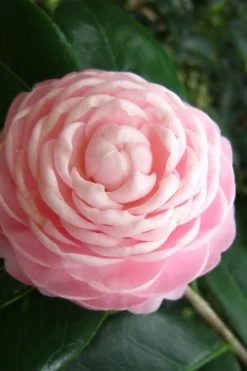 Pink Perfection Camellia Japonica - 2 Gallon Pot -Shrub Plant Shop Camellia Pink Perfection 27