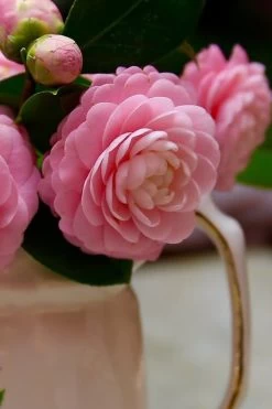 Pink Perfection Camellia Japonica - 2 Gallon Pot -Shrub Plant Shop Camellia Pink Perfection 29