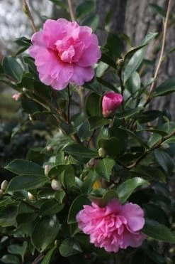 Showa No Sakae Dwarf Camellia Sasanqua - 3 Gallon Pot -Shrub Plant Shop Camellia Showa No Sakae 12