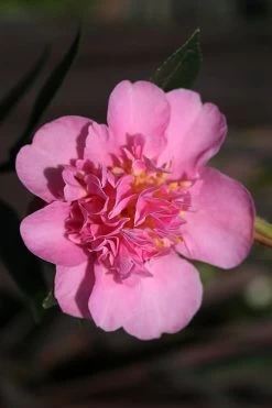 Showa No Sakae Dwarf Camellia Sasanqua - 3 Gallon Pot -Shrub Plant Shop Camellia Showa No Sakae 13