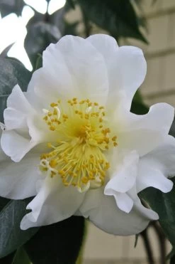 Silver Waves Camellia Japonica - 1 Gallon Pot -Shrub Plant Shop Camellia Silver Waves 6