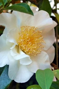 Silver Waves Camellia Japonica - 1 Gallon Pot -Shrub Plant Shop Camellia Silver Waves 7
