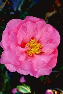Stephanie Golden Dwarf Camellia Sasanqua - 3 Gallon Pot -Shrub Plant Shop Camellia Stephanie Golden 12