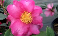 Stephanie Golden Dwarf Camellia Sasanqua - 3 Gallon Pot -Shrub Plant Shop Camellia Stephanie Golden Closeup Flower