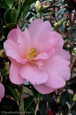 Taylors Perfection Pink Camellia Hybrid - 3 Gallon Pot -Shrub Plant Shop Camellia Taylors Perfection 60