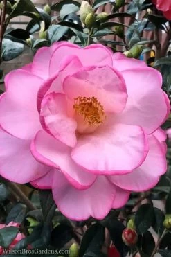 Taylors Perfection Pink Camellia Hybrid - 3 Gallon Pot -Shrub Plant Shop Camellia Taylors Perfection 62