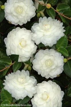 October Magic White Shishi Gashira Dwarf Camellia Sasanqua - 3 Gallon Pot
