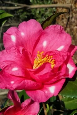 Winter's Fire Cold Hardy Camellia - 1 Gallon Pot -Shrub Plant Shop Camellia Winters Fire 1
