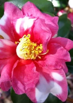 Winter's Fire Cold Hardy Camellia - 1 Gallon Pot -Shrub Plant Shop Camellia Winters Fire 11