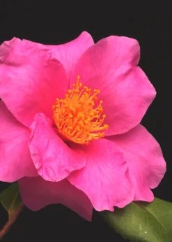 Winter's Fire Cold Hardy Camellia - 1 Gallon Pot -Shrub Plant Shop Camellia Winters Fire 13
