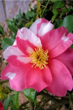 Winter's Fire Cold Hardy Camellia - 1 Gallon Pot -Shrub Plant Shop Camellia Winters Fire 5