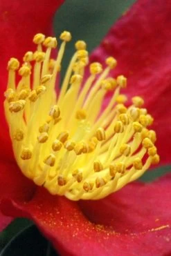 Yuletide Camellia Sasanqua - 7 Gallon Pot (3-4') -Shrub Plant Shop Camellia Yuletide 30