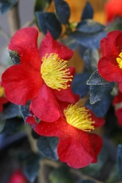 Yuletide Camellia Sasanqua - 7 Gallon Pot (3-4') -Shrub Plant Shop Camellia Yuletide 32