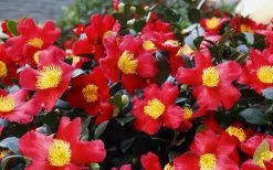 Yuletide Camellia Sasanqua - 7 Gallon Pot (3-4') -Shrub Plant Shop Camellia Yuletide 34