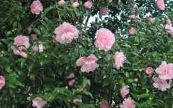 Cotton Candy Camellia Sasanqua - 6 Pack Of 1 Gallon Pots -Shrub Plant Shop CamelliaCottonCandy 2
