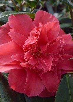 Laura Walker Camellia Japonica - 3 Gallon Pot 11 Laura Walker Camellia Japonica - 3 Gallon Pot -Shrub Plant Shop Camillia Laura Walker