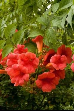 Balboa Sunset Trumpet Vine (Campsis Radicans) - 5 Gallon Pot -Shrub Plant Shop Campsis Balboa Sunset 2