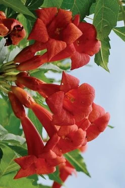 Balboa Sunset Trumpet Vine (Campsis Radicans) - 5 Gallon Pot -Shrub Plant Shop Campsis Balboa Sunset 3