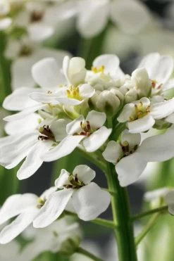Tahoe Candytuft - Iberis Sempervirens - 10 Count Flat Of Quart Pots -Shrub Plant Shop Candytuft Tahoe 1