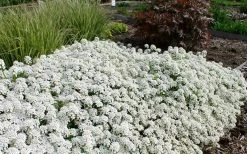 Tahoe Candytuft - Iberis Sempervirens - 10 Count Flat Of Quart Pots -Shrub Plant Shop Candytuft Tahoe 3