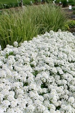 Tahoe Candytuft - Iberis Sempervirens - 10 Count Flat Of Quart Pots