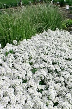 Tahoe Candytuft - Iberis Sempervirens - 10 Count Flat Of Quart Pots -Shrub Plant Shop Candytuft Tahoe 5