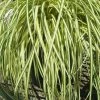Evergold Japanese Sedge (Carex Hachijoensis) - 10 Pack Of Quart Pots