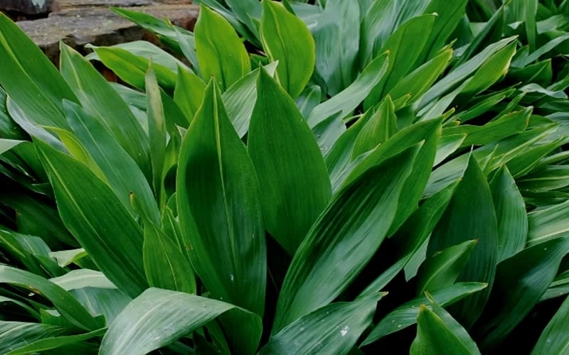 Cast Iron Plant - 3 Gallon Pot 5 Cast Iron Plant - 3 Gallon Pot - Image 5