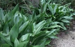 Cast Iron Plant - 3 Gallon Pot 11 Cast Iron Plant - 3 Gallon Pot -Shrub Plant Shop Cast Iron Plant 3