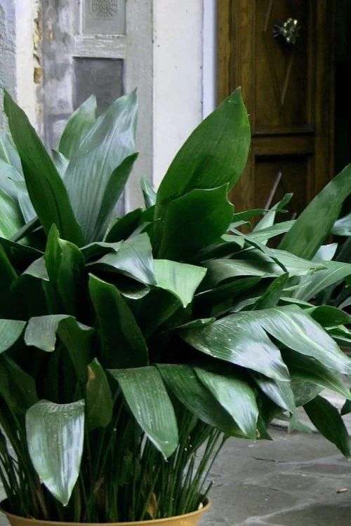 Cast Iron Plant - 3 Gallon Pot 1 Cast Iron Plant - 3 Gallon Pot