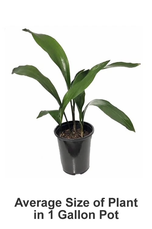 Cast Iron Plant - 3 Gallon Pot 3 Cast Iron Plant - 3 Gallon Pot - Image 3