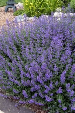 Walker's Low Catmint (Nepeta X Faassenii) - 6 Pack Of 1 Gallon Pots -Shrub Plant Shop Catmint Walkers Low 4