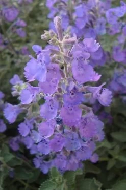 Walker's Low Catmint (Nepeta X Faassenii) - 6 Pack Of 1 Gallon Pots -Shrub Plant Shop Catmint Walkers Low 5